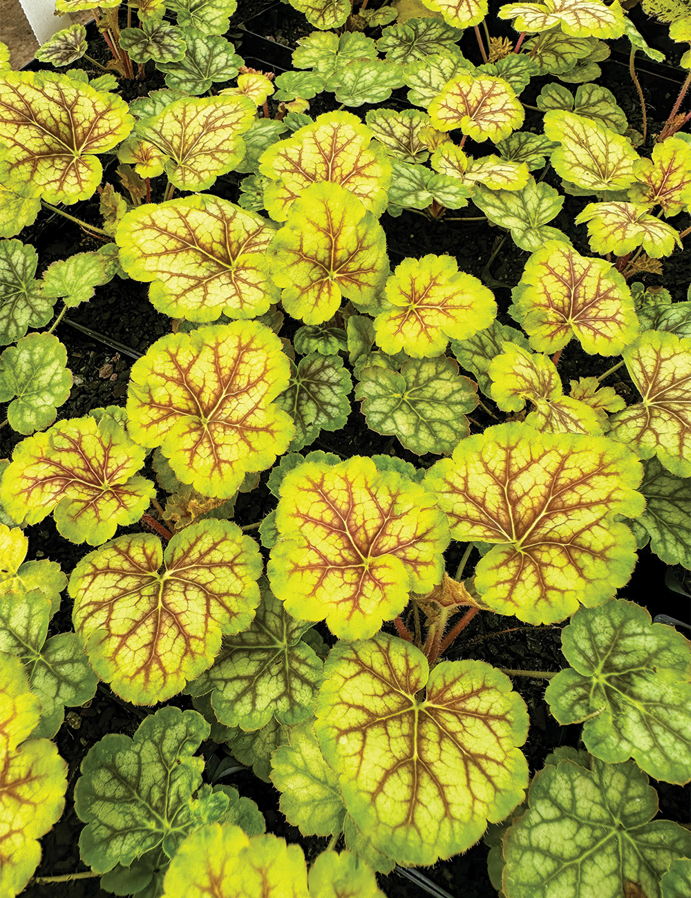 Heuchera 'Miracle'