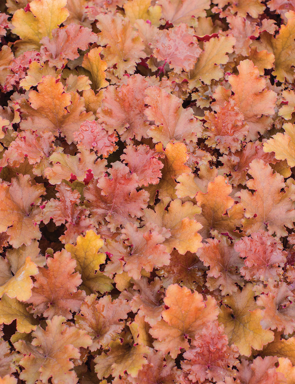 Heuchera 'Peach Crisp'