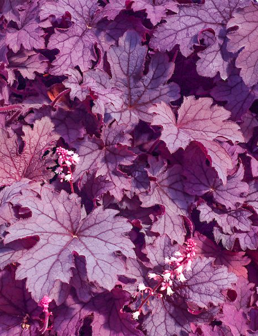 Heucherella 'Plum Cascade'