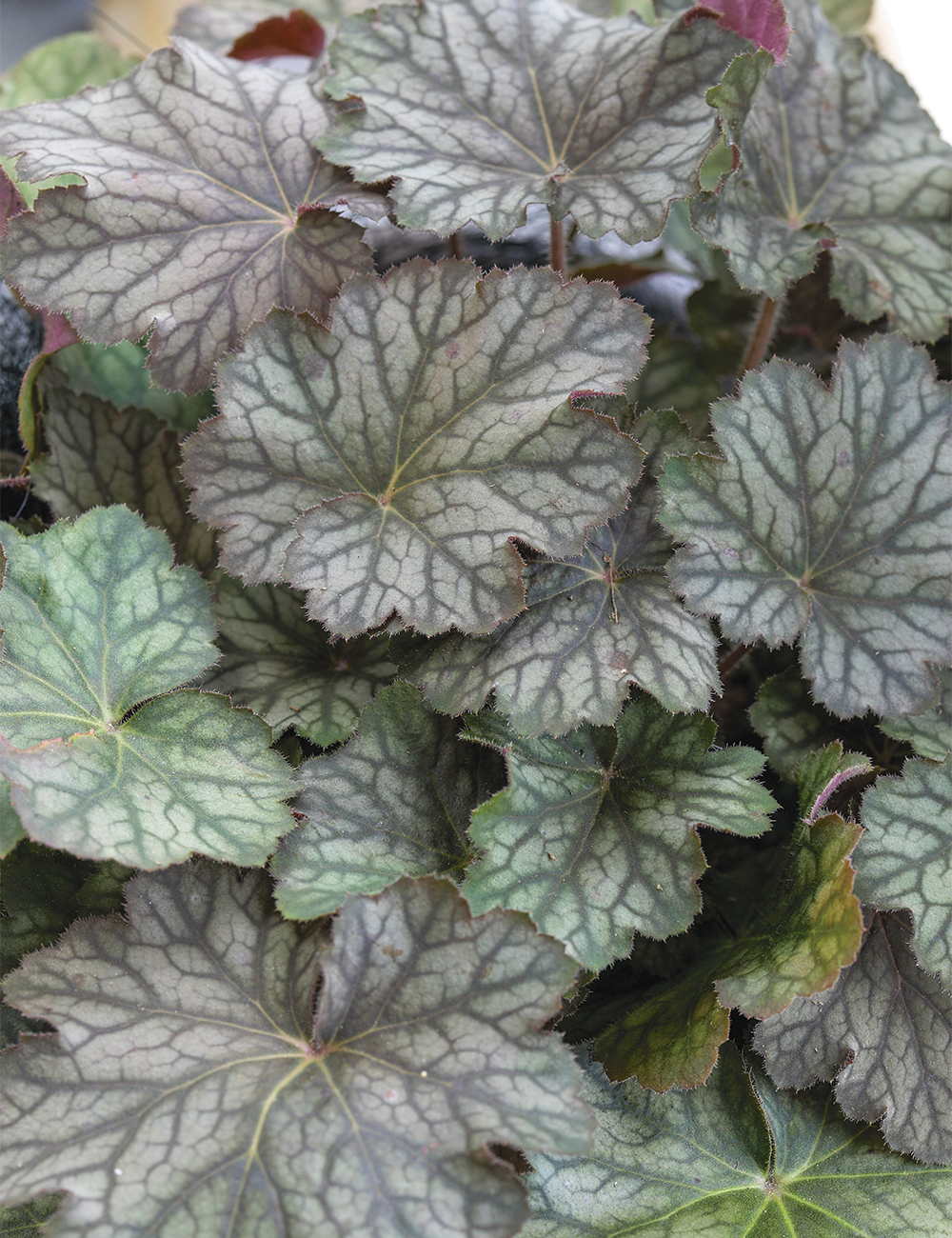 Heuchera 'Pinot Noir'