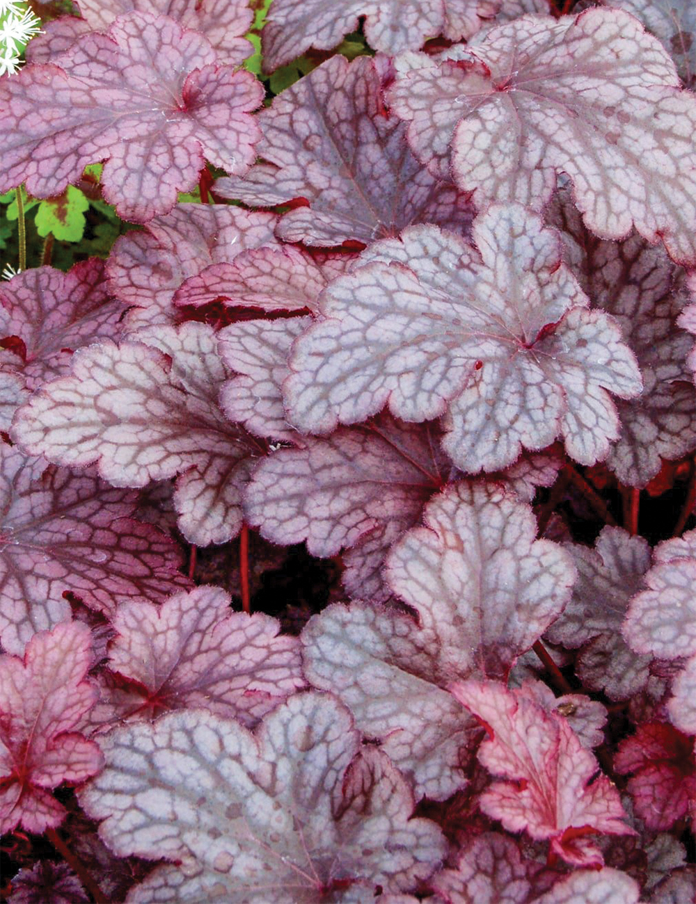 Heuchera 'Plum Pudding'