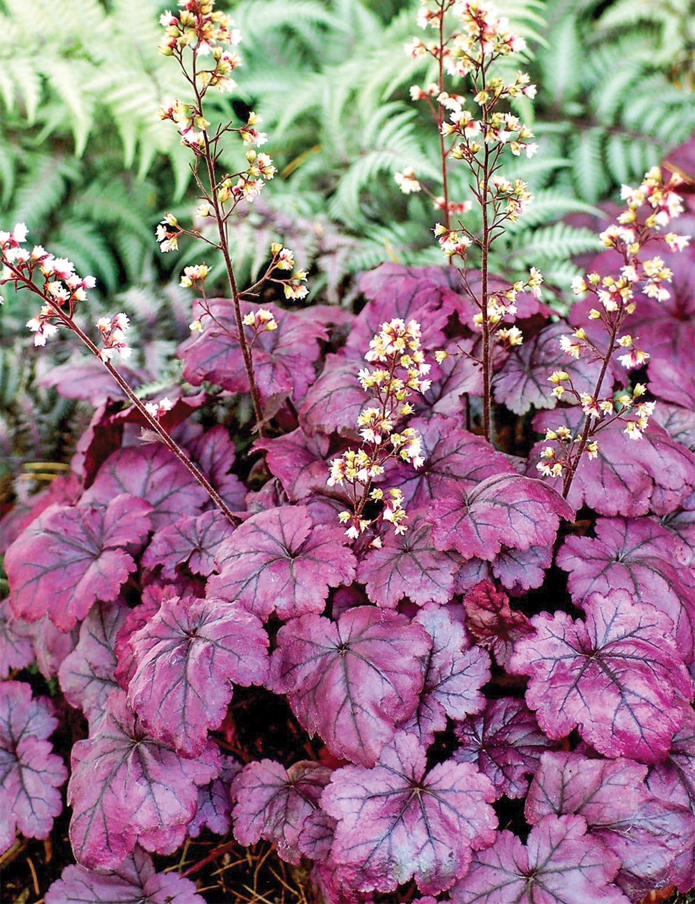 Heuchera 'Plum Royale'