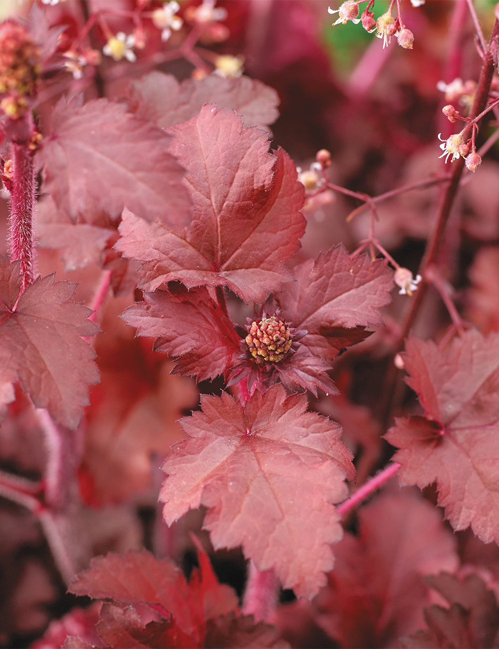 støbt overgive Månens overflade Heuchera 'Red Sea' - Tesselaar