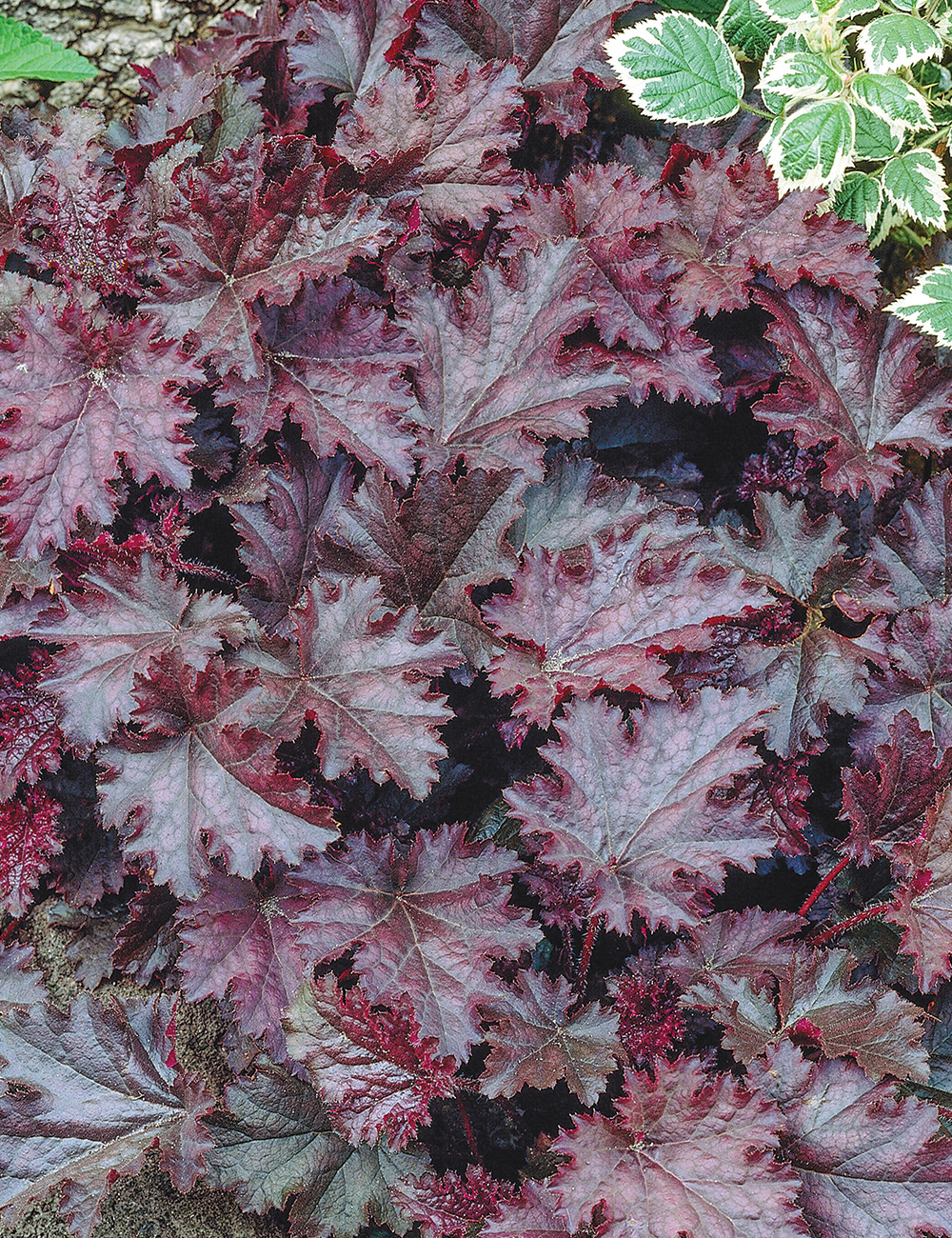 Heuchera 'Stormy Seas'