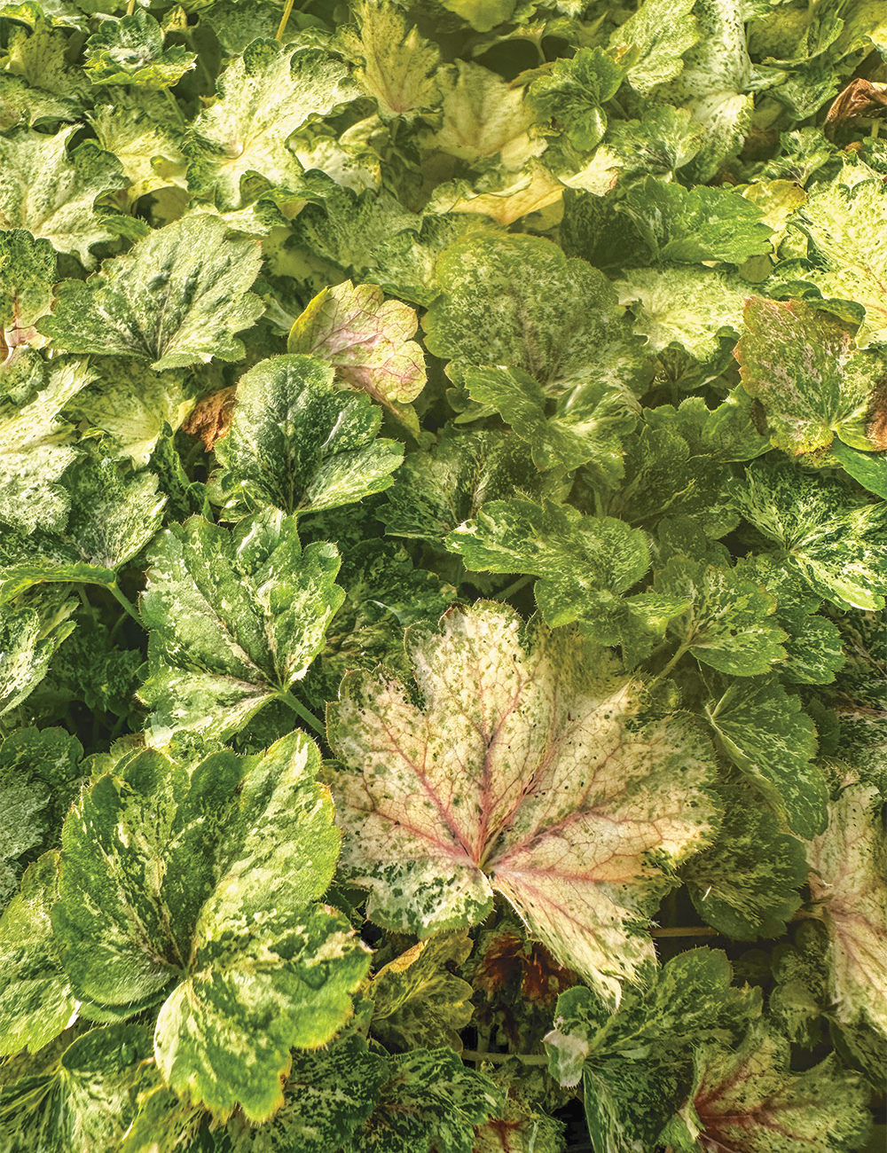 Heuchera 'Snowy Panky'