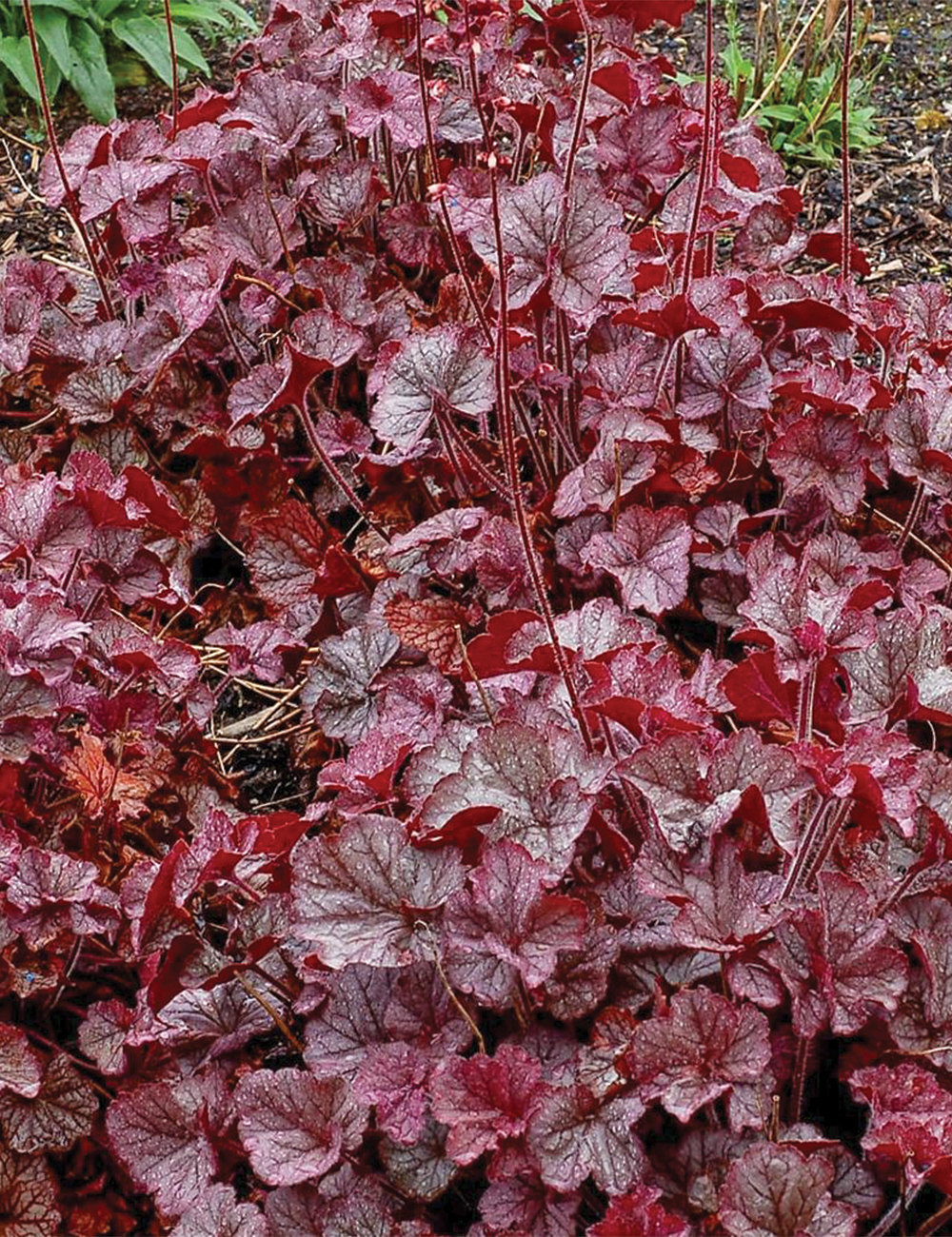 Heuchera 'Northern Exposure Silver'