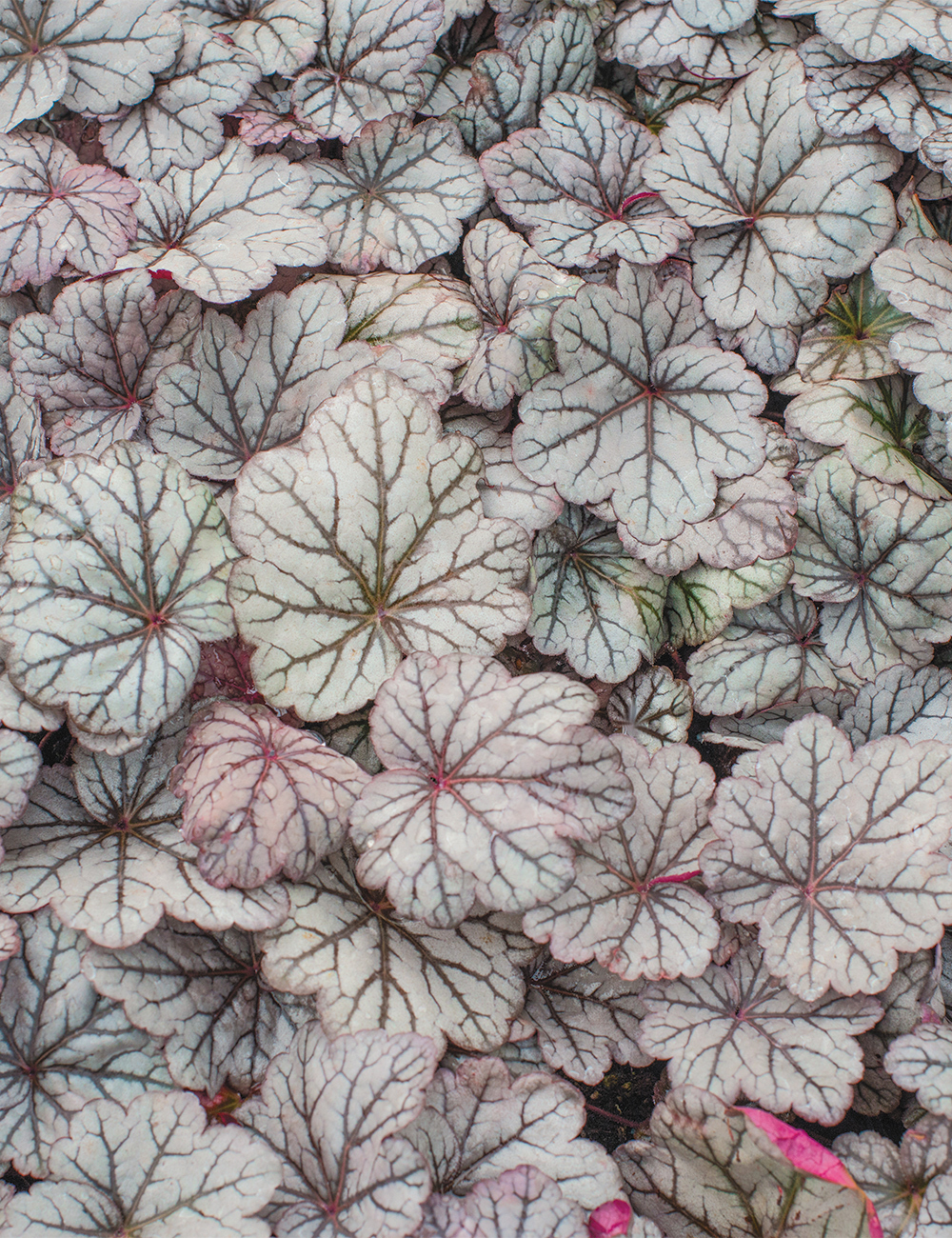 Heuchera 'Sugar Plum'