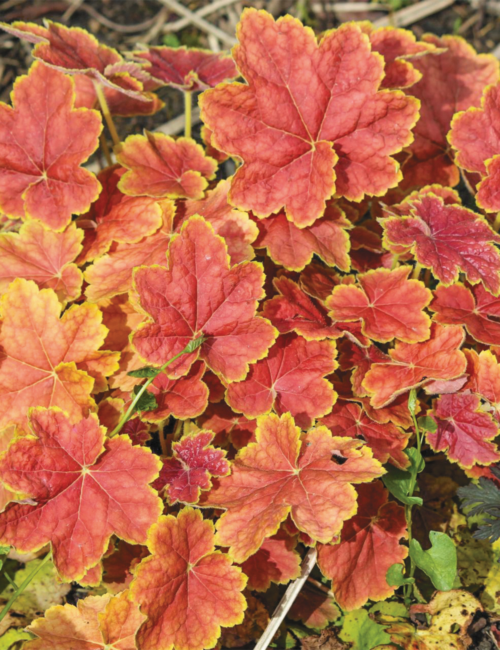 Heuchera 'Tiramisu'