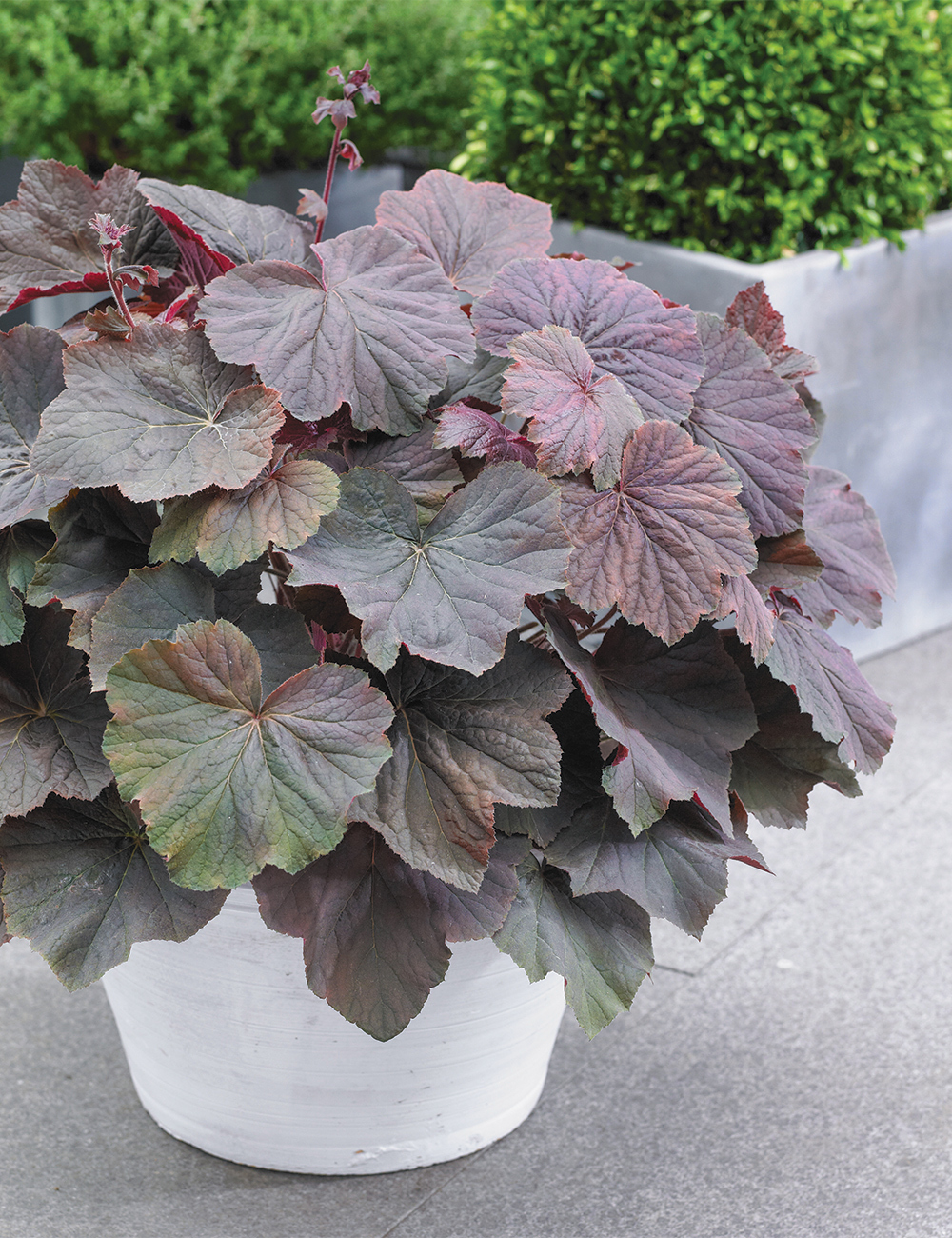 Heuchera 'XXL'