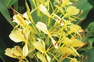 Ginger Lily