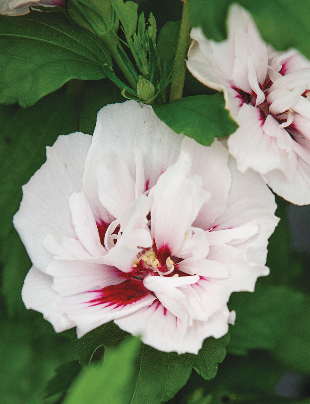 Hibiscus Summer Sensations 'Double Blushing White'