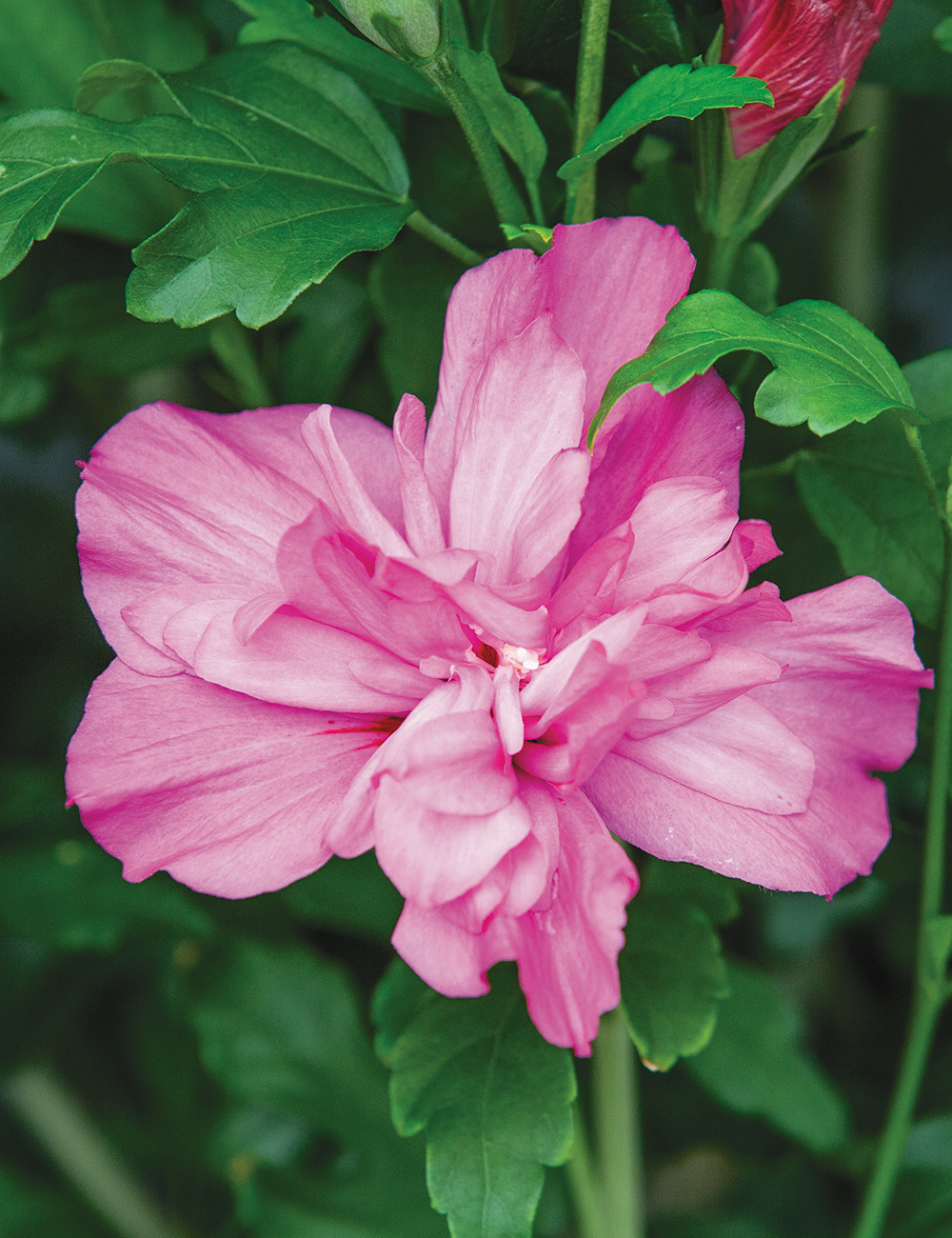 Hibiscus Summer Sensations 'Double Pink'