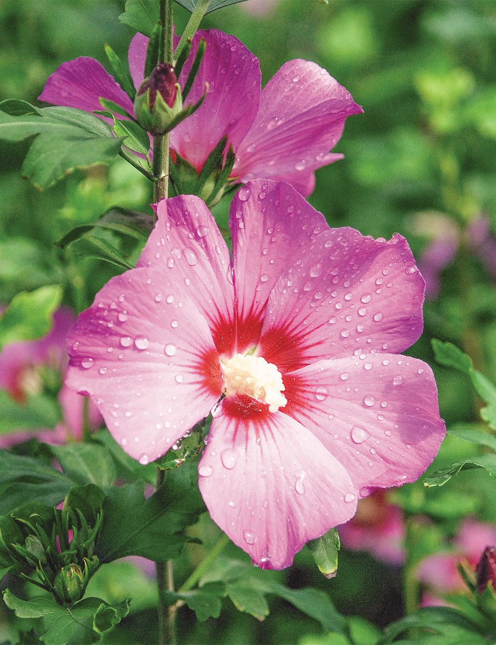 Hibiscus Summer Sensations 'Single Pink'