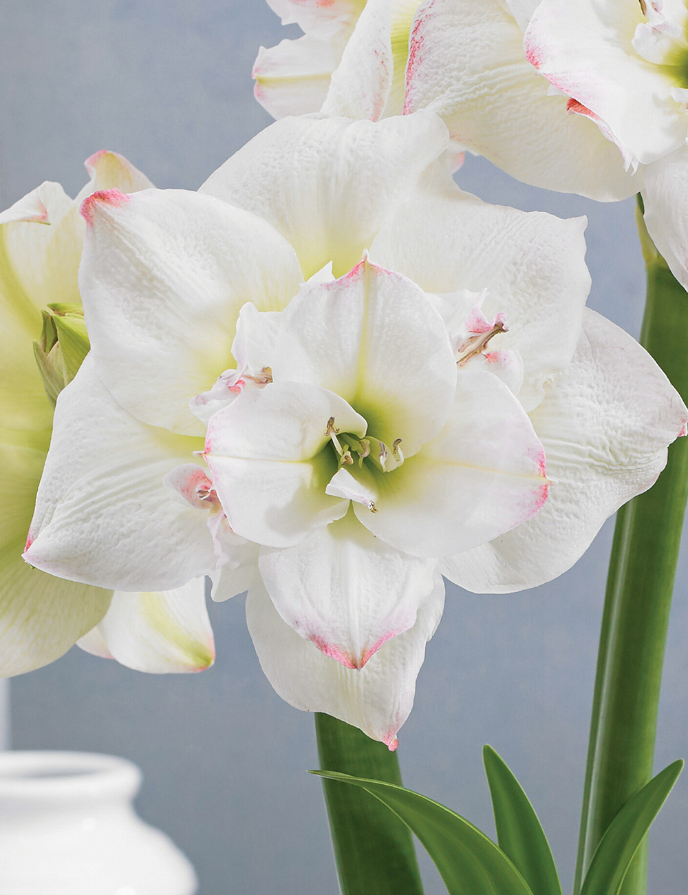 Double Hippeastrum 'Amadeus Candy'