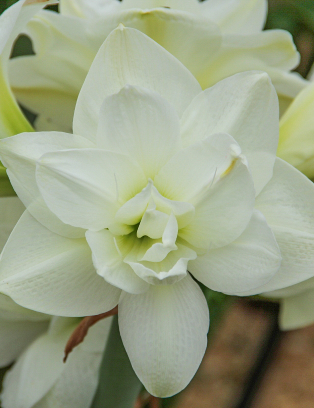 Double Hippeastrum Akiko