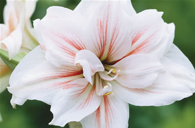 Double Hippeastrum Adele Maguire