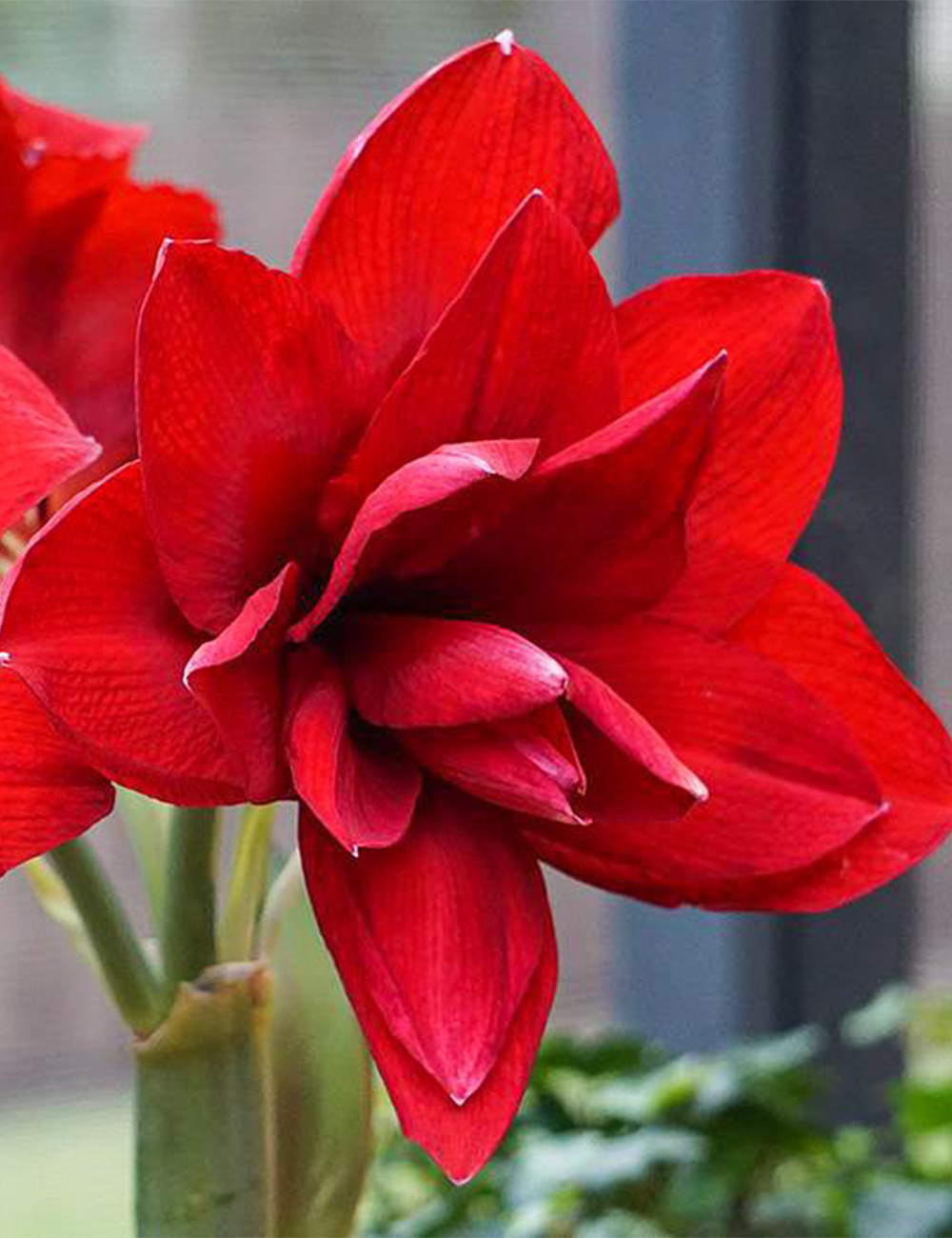 Double Hippeastrum 'Amarantia'