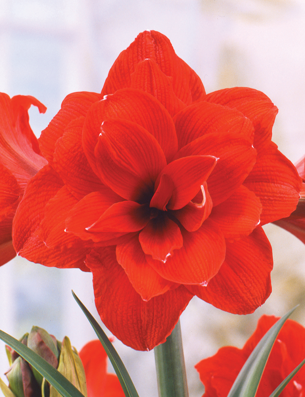 Double Hippeastrum 'Benito'