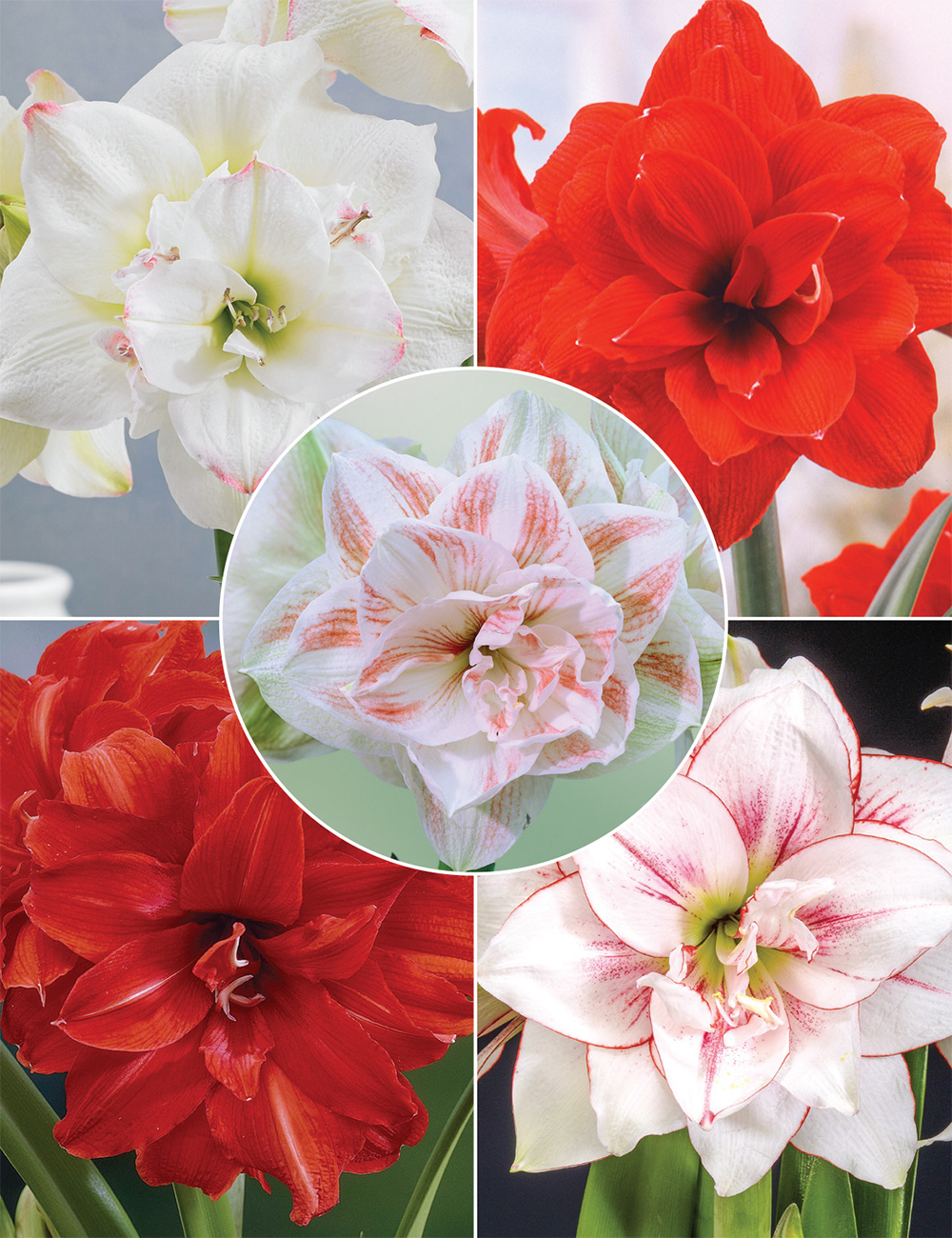 Double Hippeastrum (reduced) Collection