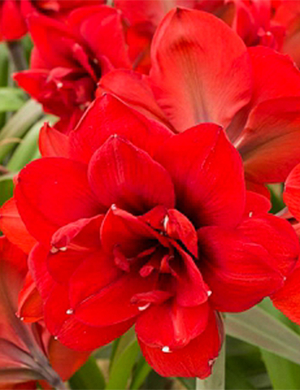 Double Hippeastrum Double Circus