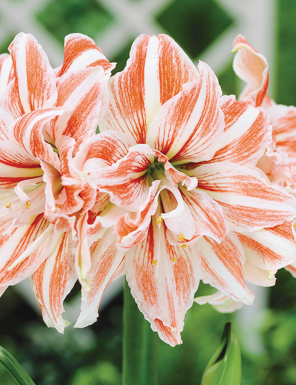 Double Hippeastrum 'Dancing Queen'