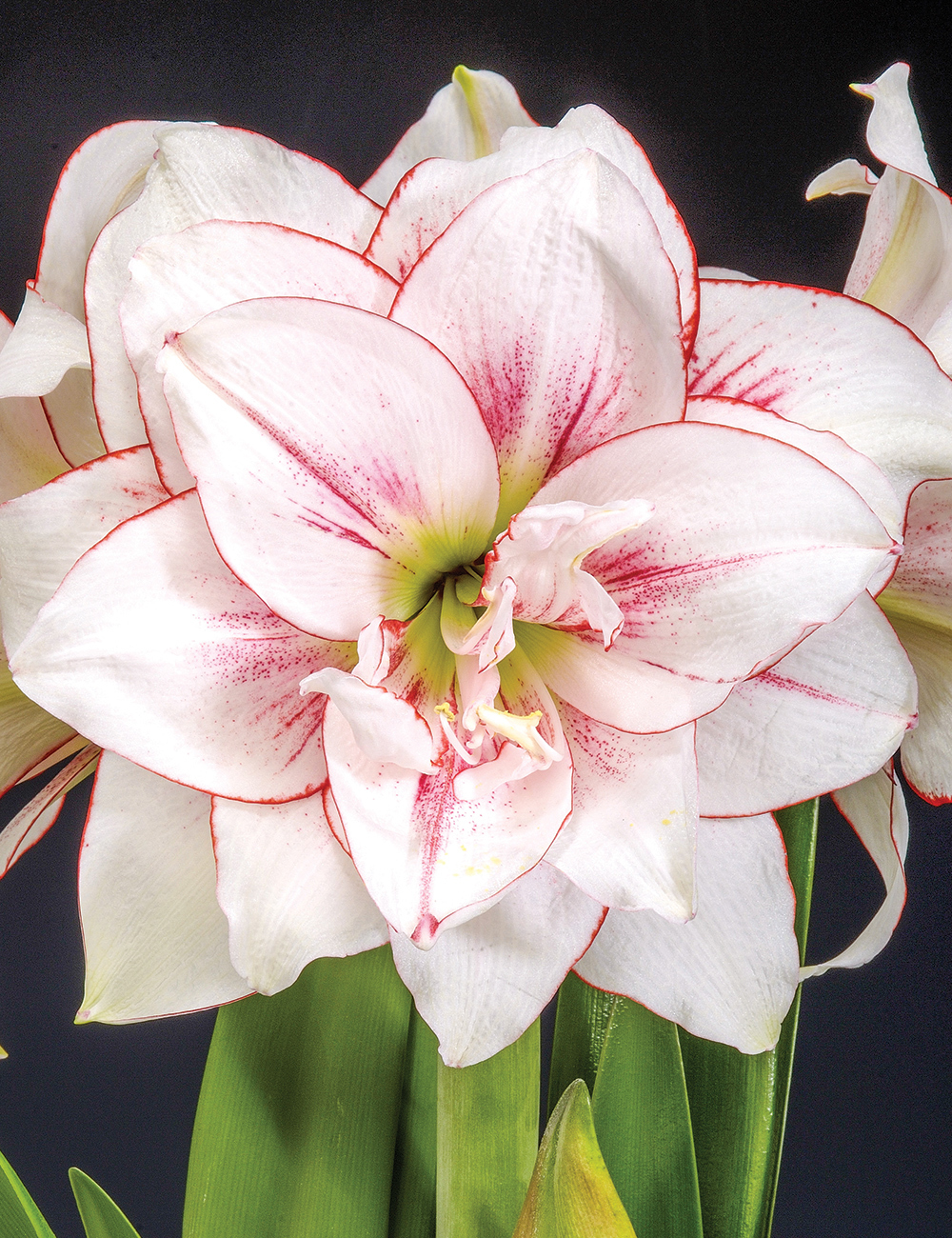 Double Hippeastrum 'Elvas'