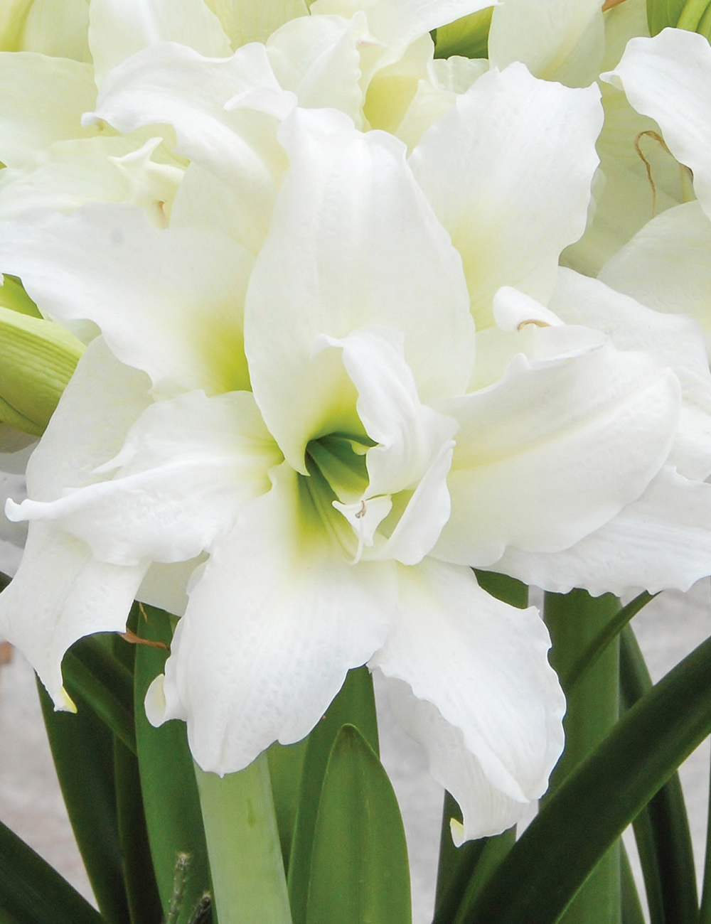 Double Hippeastrum 'Ice Queen'