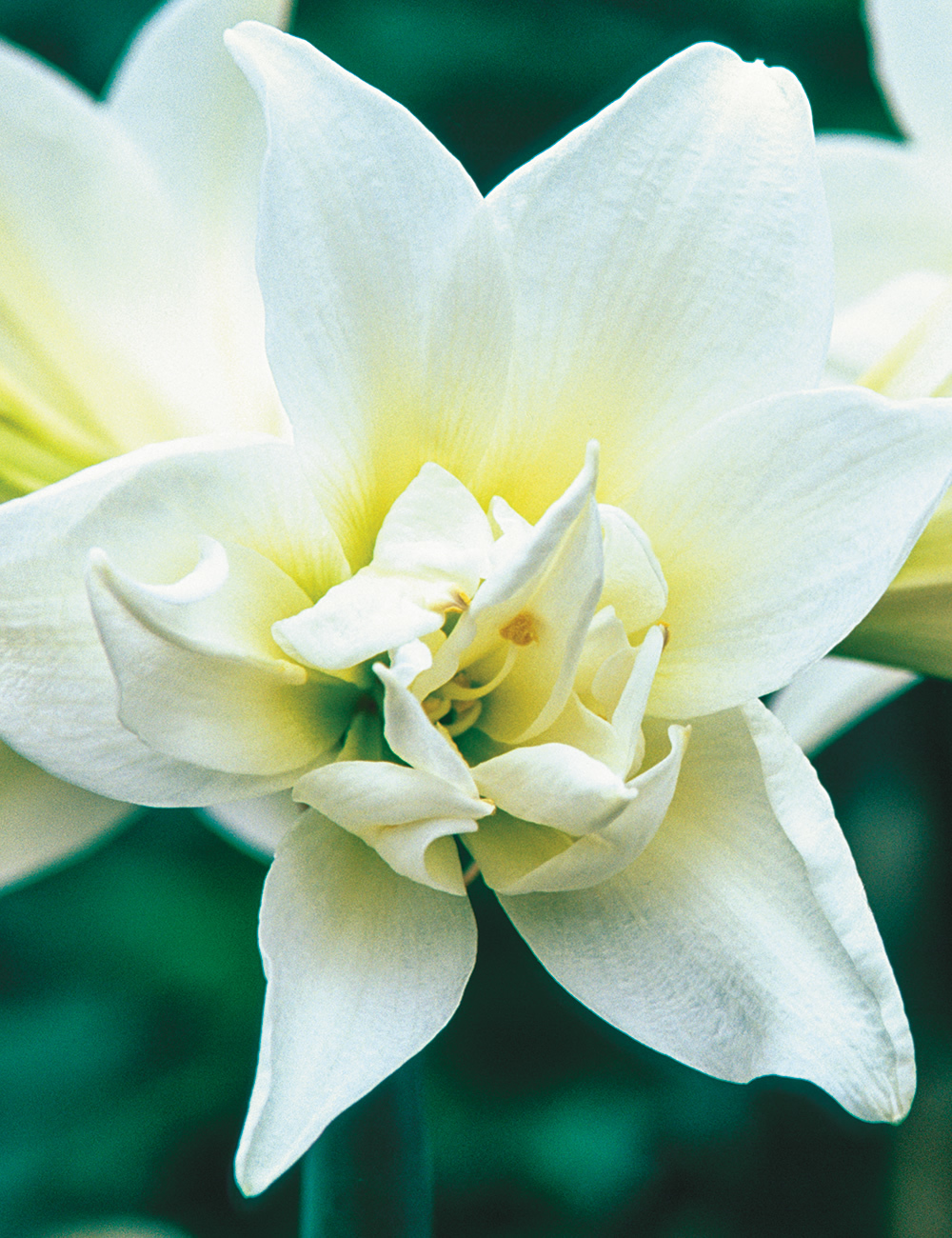 Double Hippeastrum Jewel