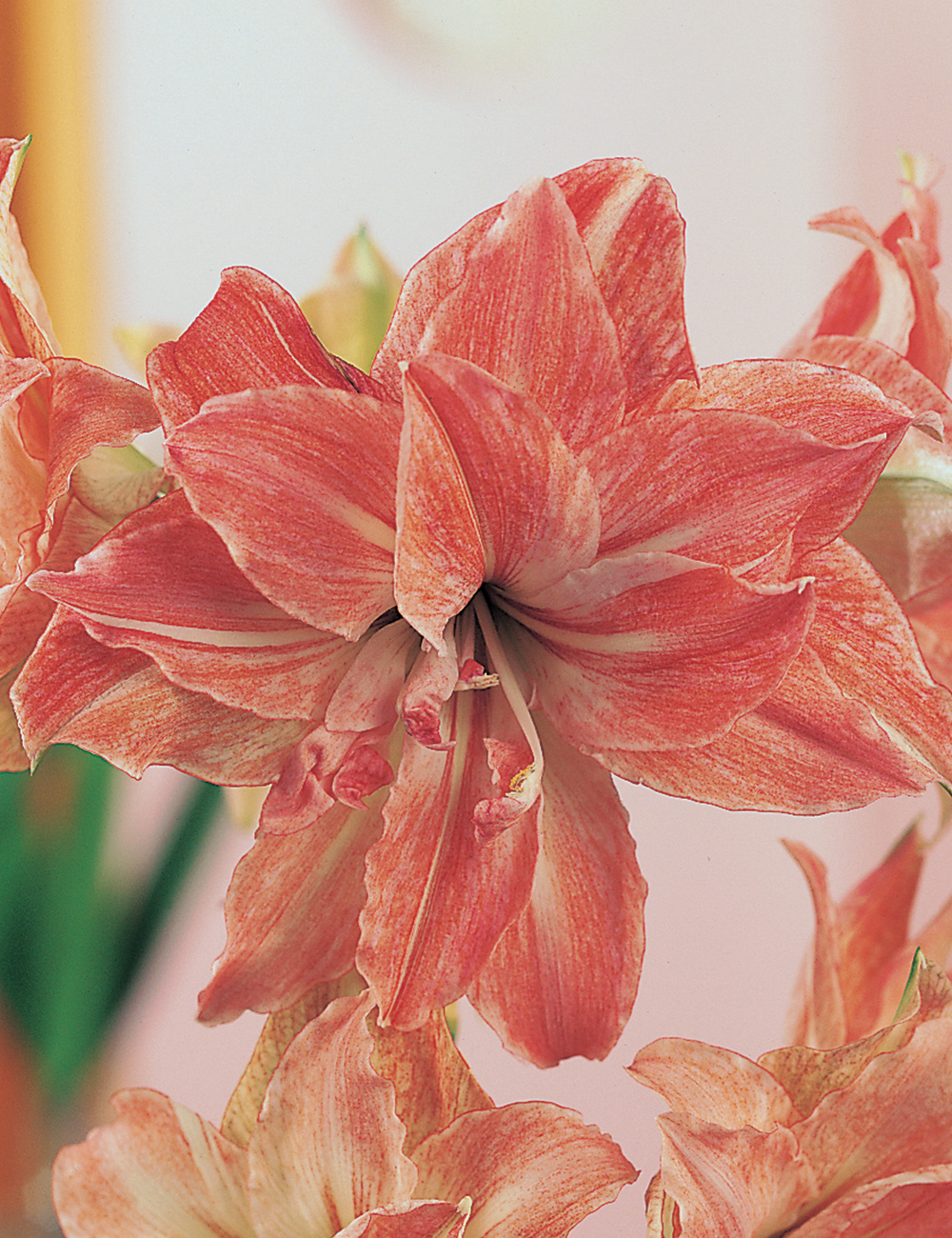 Double Hippeastrum 'Lady Jane'