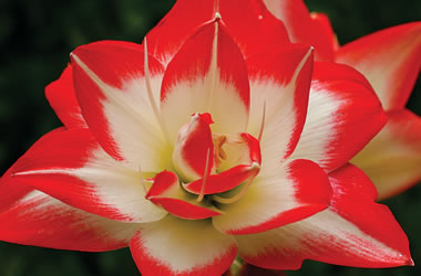 (33A) Double Hippeastrum Millennium Star