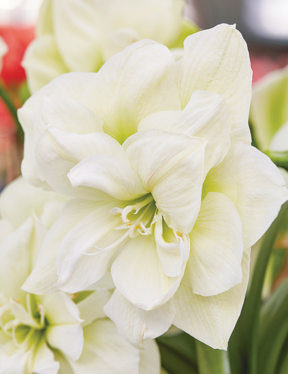 Double Hippeastrum Marilyn