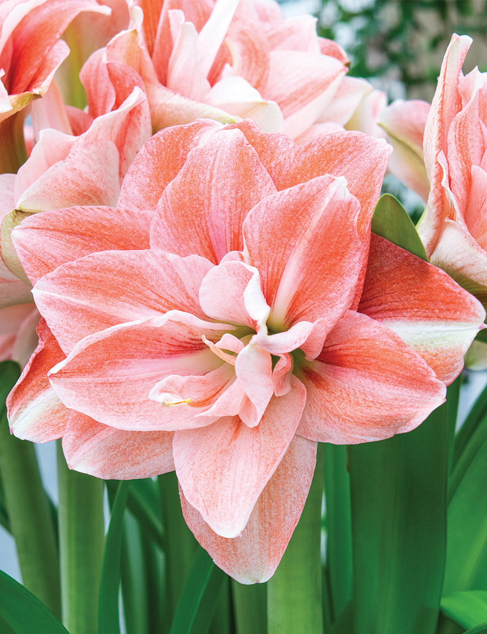 Double Hippeastrum 'Pink Glory'