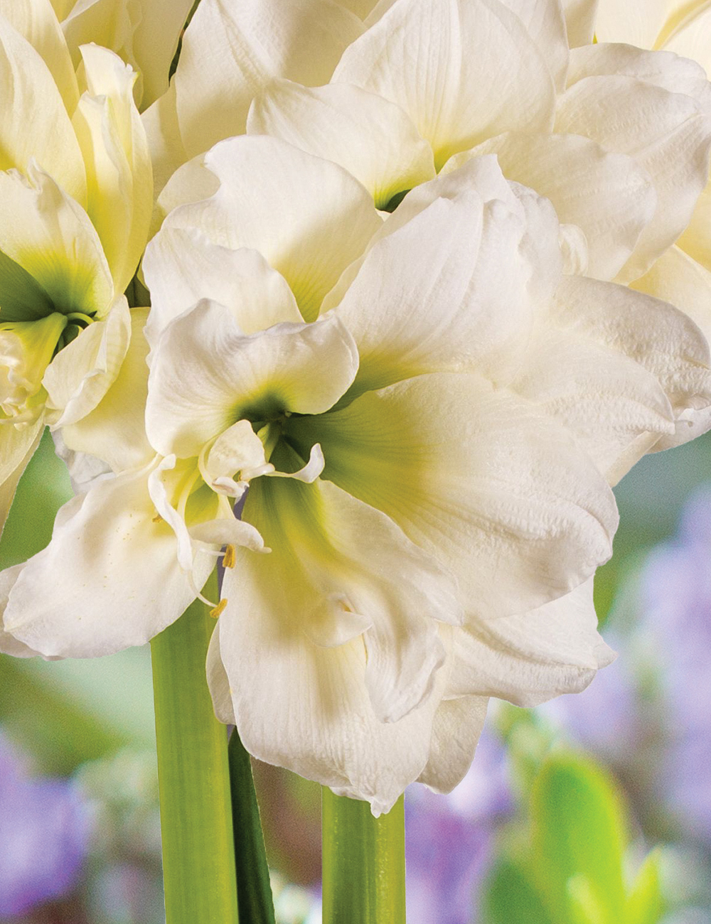 Double Hippeastrum Sonata 'Alfresco'