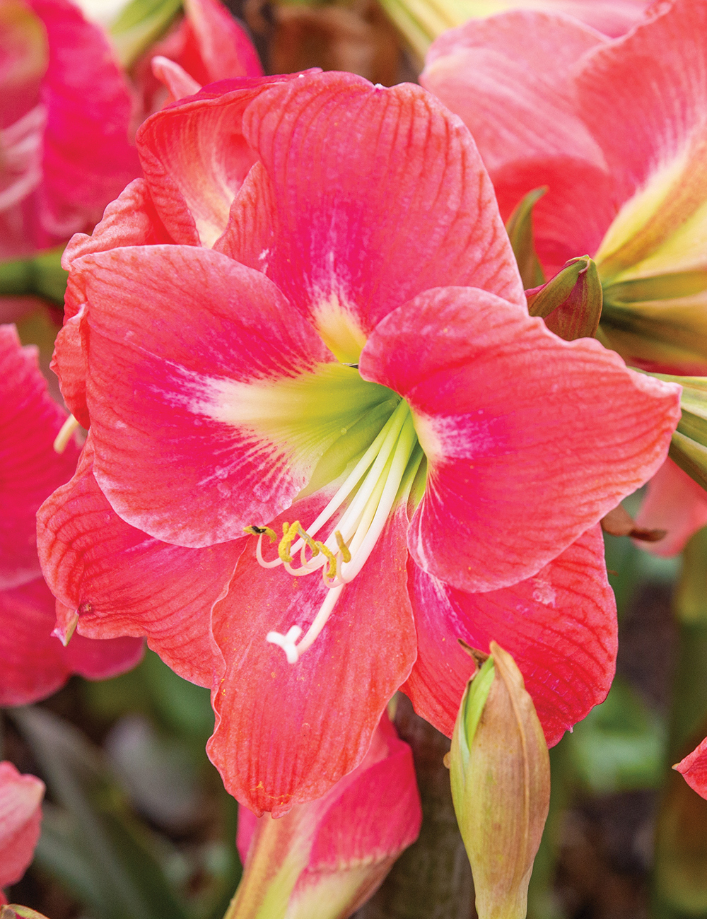 Sonata Hippeastrum 'Amalfi'