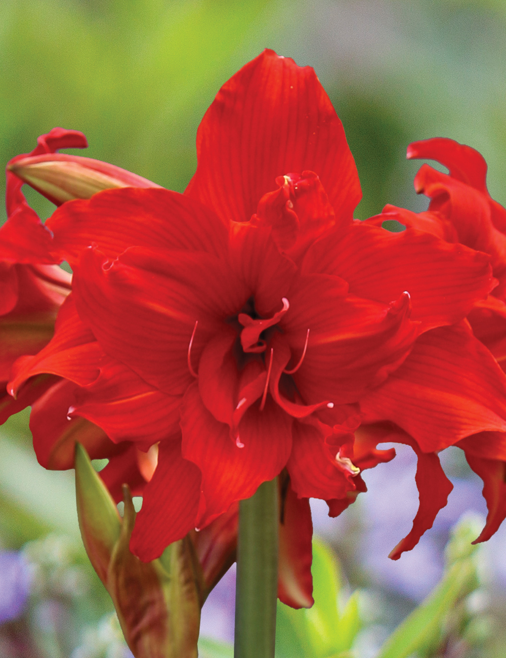 Double Hippeastrum Sonata 'Fanfare'