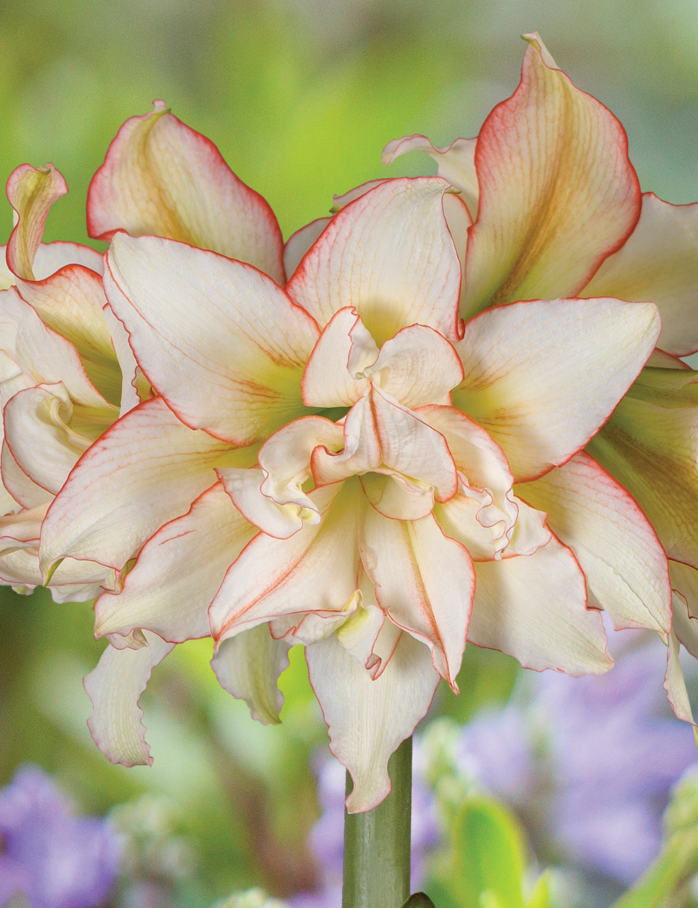 Sonata Hippeastrum 'Harlequin'