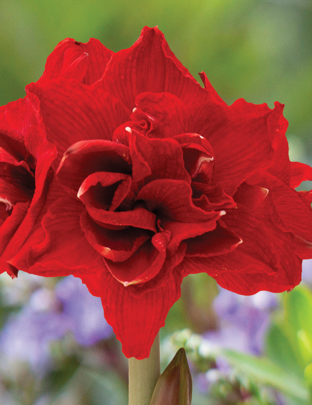 Double Hippeastrum Symphony 'Inferno'