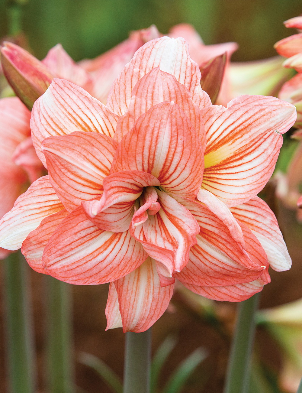 Double Hippeastrum Sonata 'Zombie'