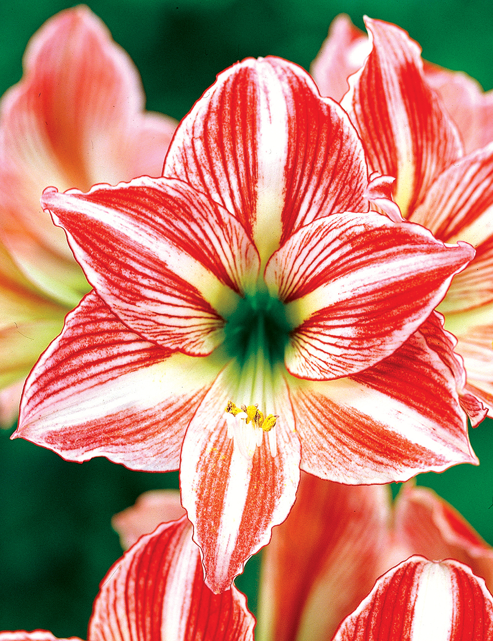 Hippeastrum 'Ambiance'