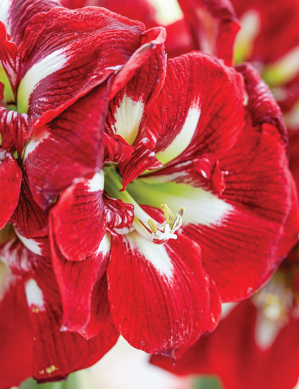 Hippeastrum 'Barbados'