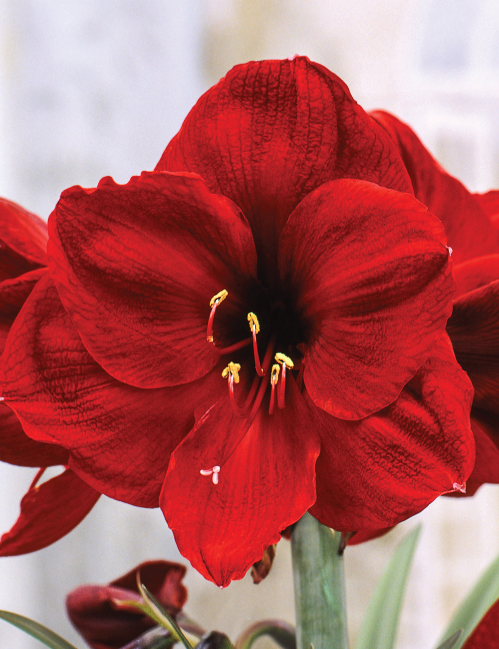 Hippeastrum 'Benfica'