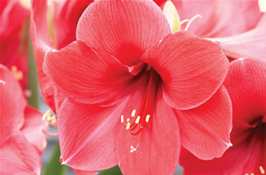 Hippeastrum Brazza