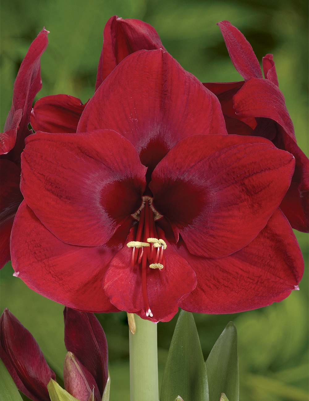 Hippeastrum 'Carmen'