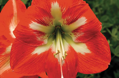 (4A) Hippeastrum Cocktail