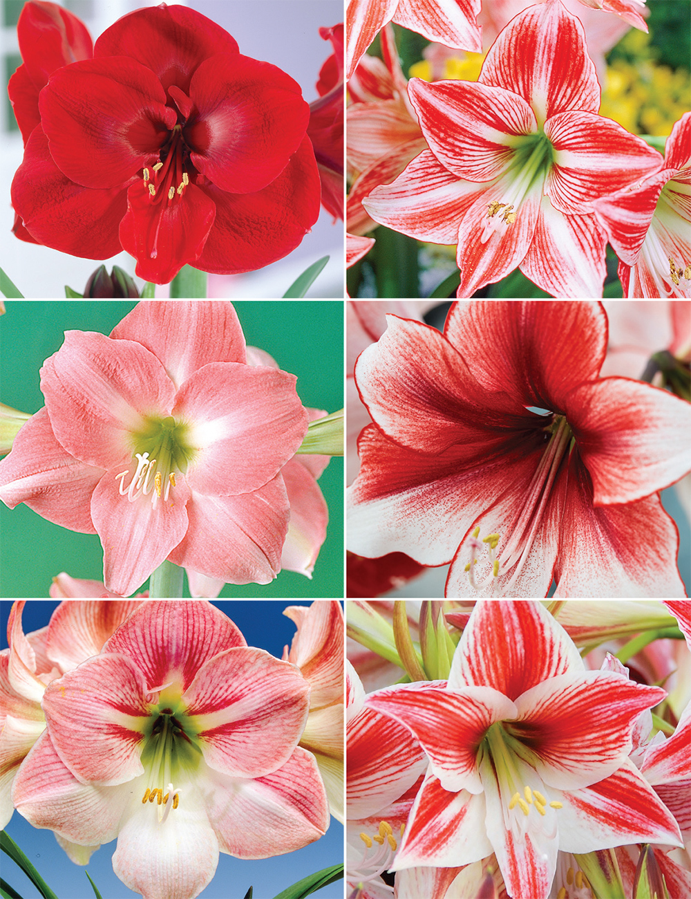 Hippeastrum (reduced) Collection