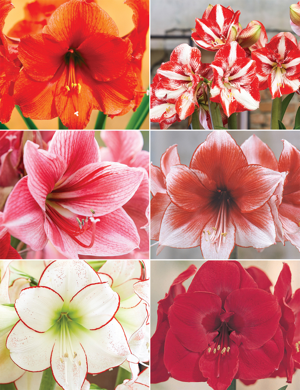 Hippeastrum (reduced) Collection