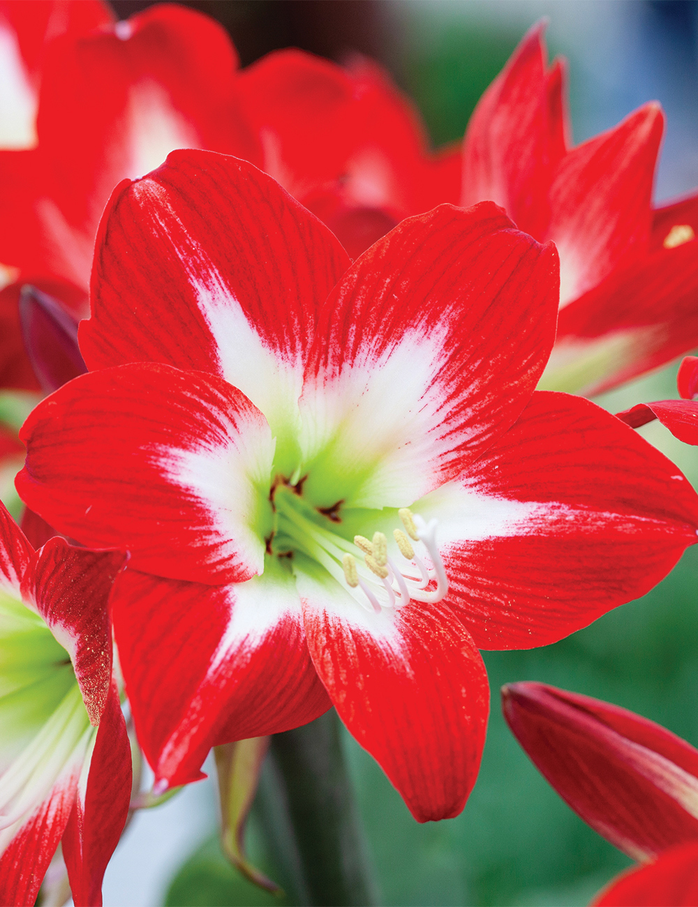 Hippeastrum 'Dynasty'