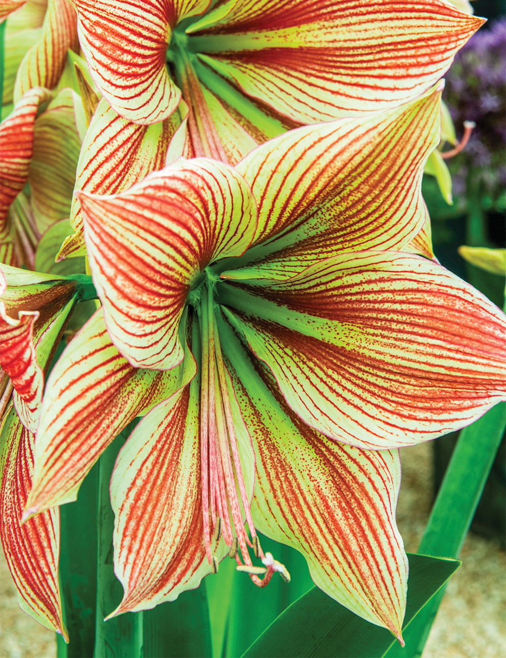 Hippeastrum 'Exotic Star'