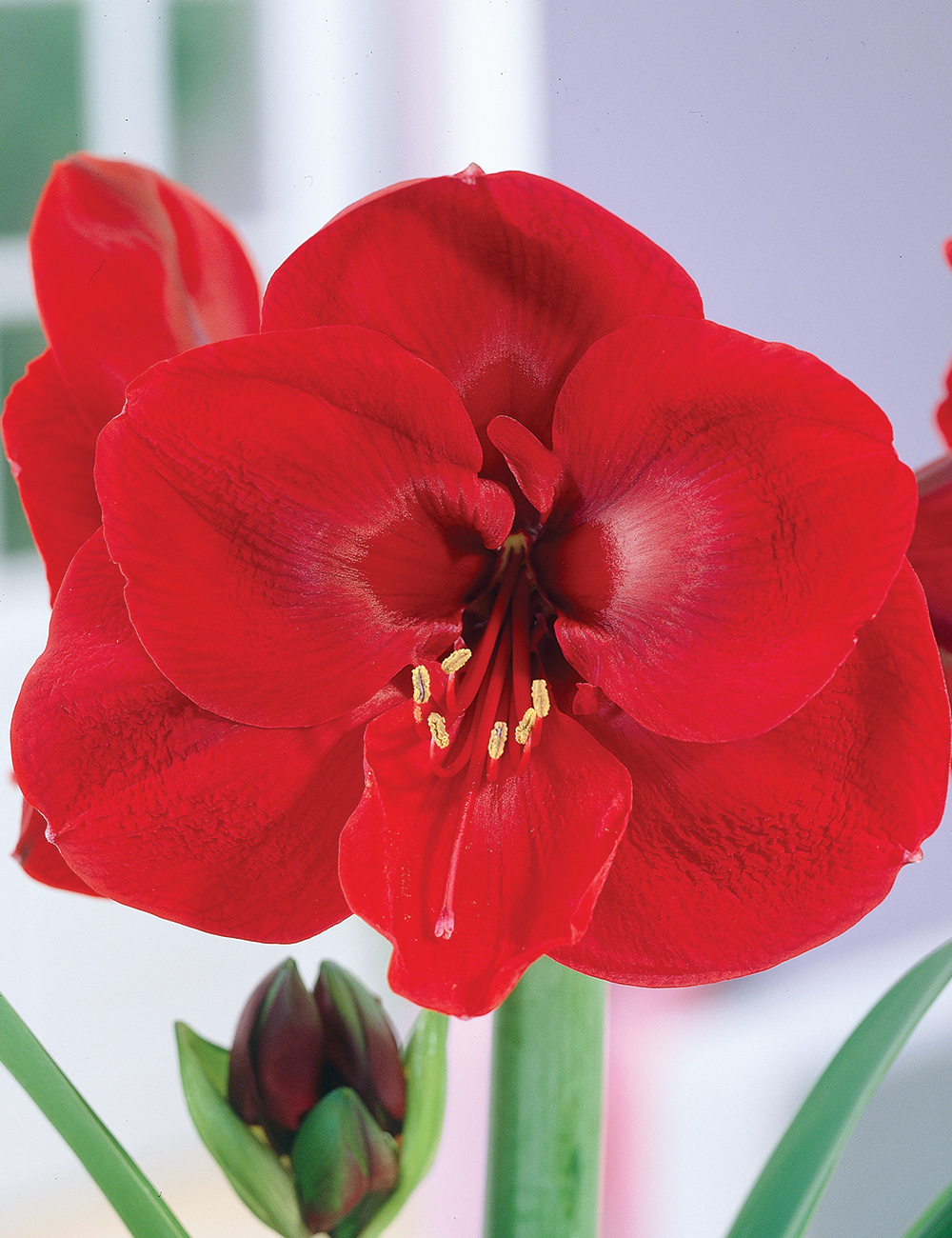 Hippeastrum Ferrari