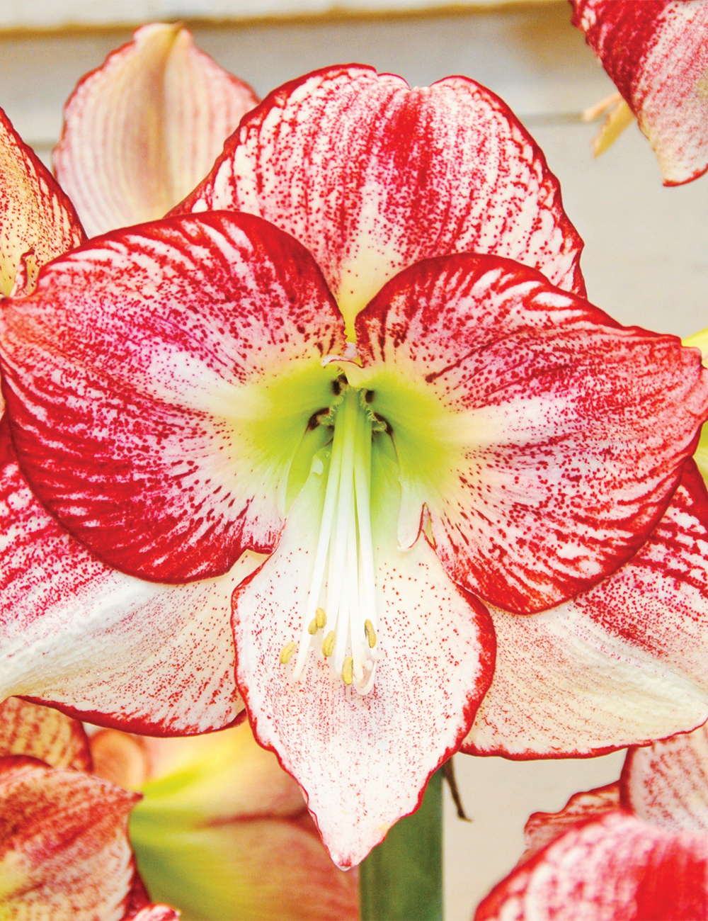 Single Hippeastrum 'Flamenco Queen'